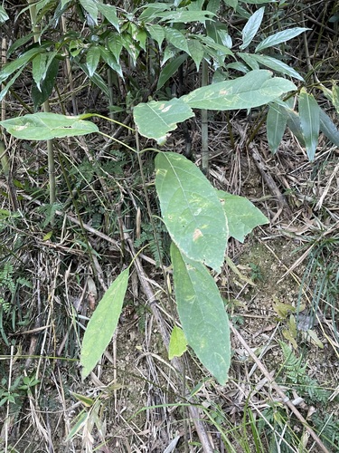 Foto de Marupazinho