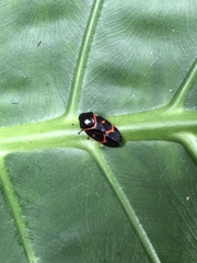 Okiscarta uchidae