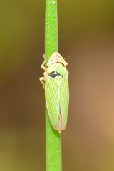 Xyphon reticulatum