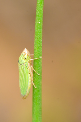 Xyphon reticulatum