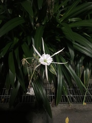 Hymenocallis speciosa
