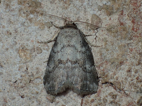 Dotted Graylet photo 5