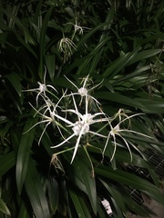 Hymenocallis speciosa