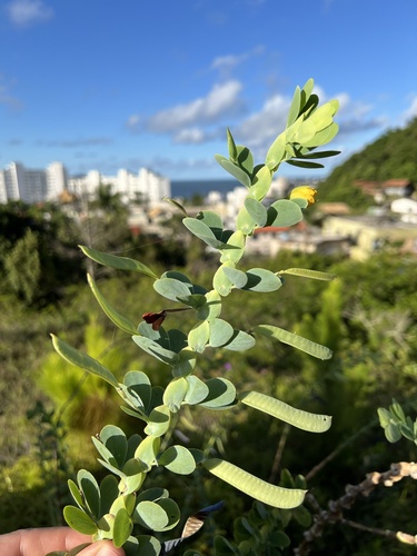 Foto de Dormideira