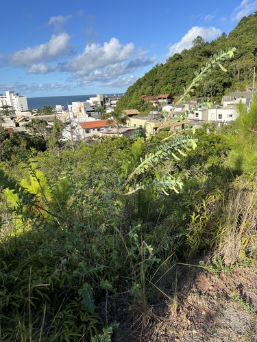 Foto de Dormideira