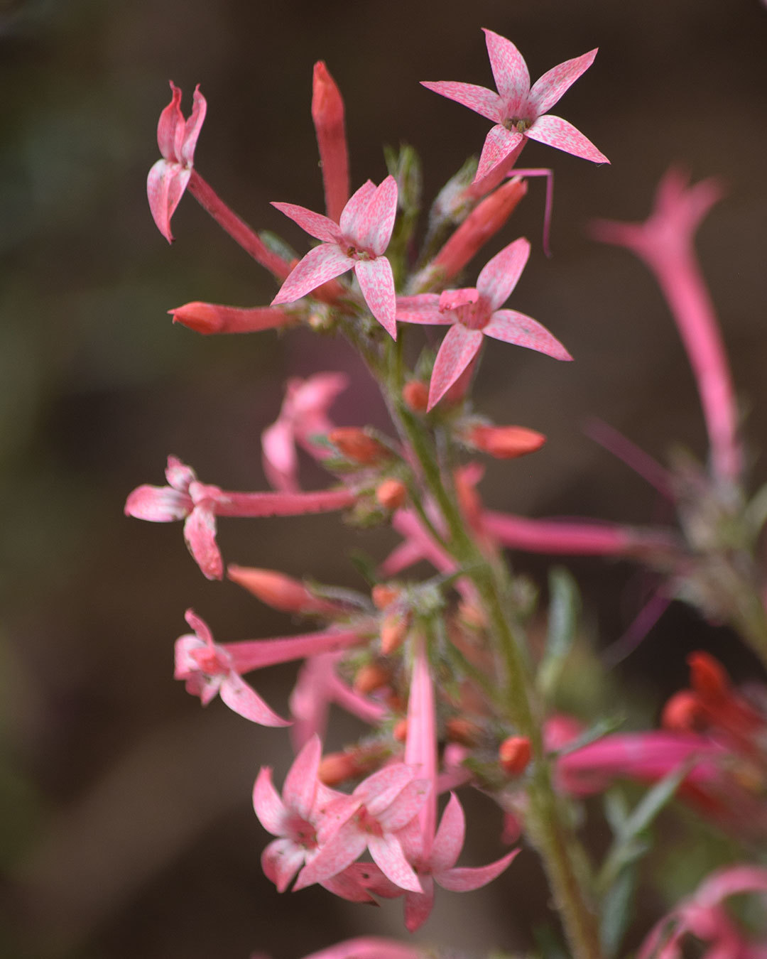 Ipomopsis tenuituba
