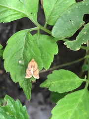 Adoxophyes privatana