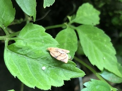 Adoxophyes privatana