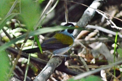 Arremon flavirostris