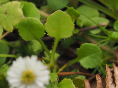 Alpine Lagenophora (Lagenophora pumila)