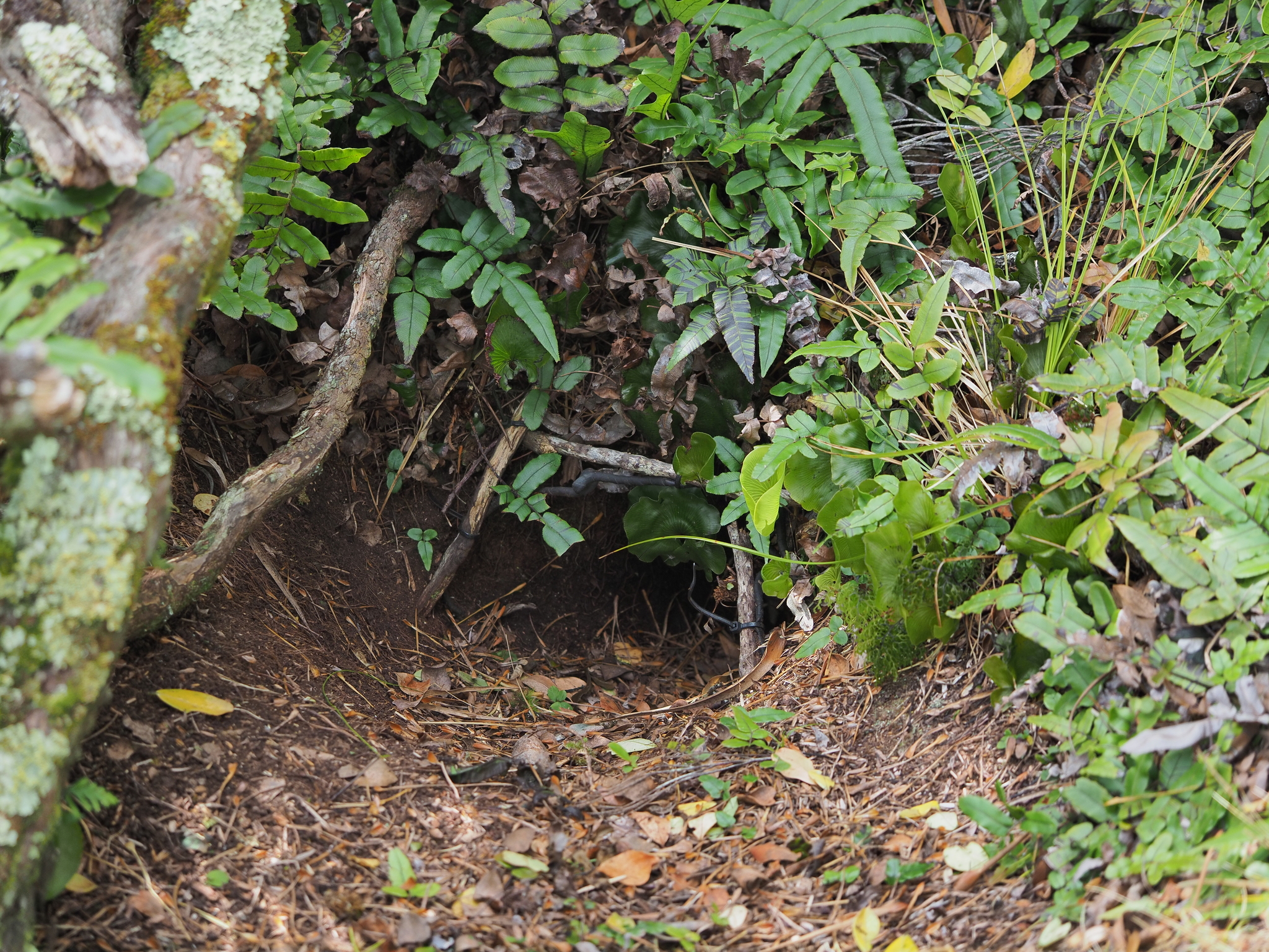 Magenta Petrel (Pterodroma magentae), photo 3