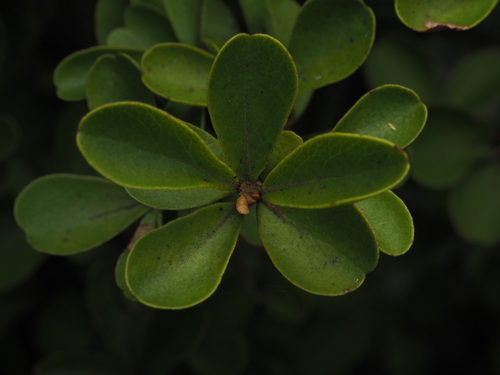 Myrsine coxii