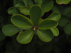 Myrsine coxii