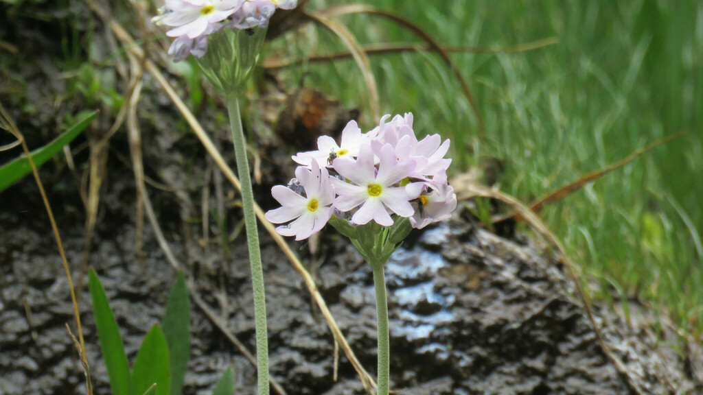 Primula comberi