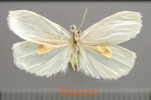 Trichareva fulvilaniata