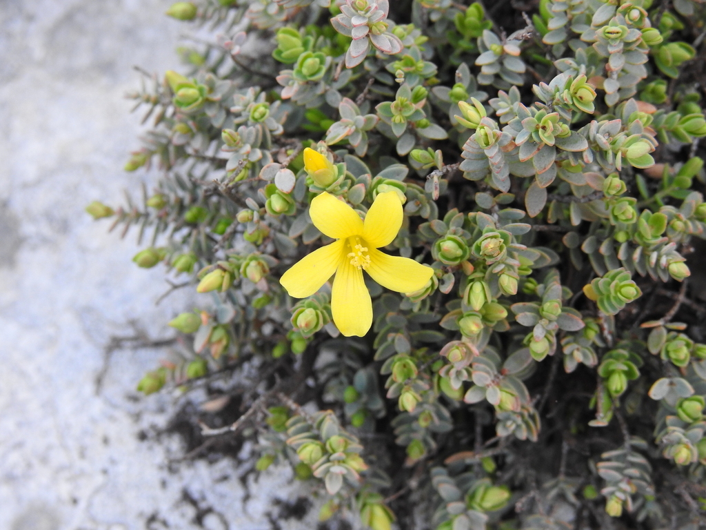 Egyptian Saint John's wort (Hypericum aegypticum)
