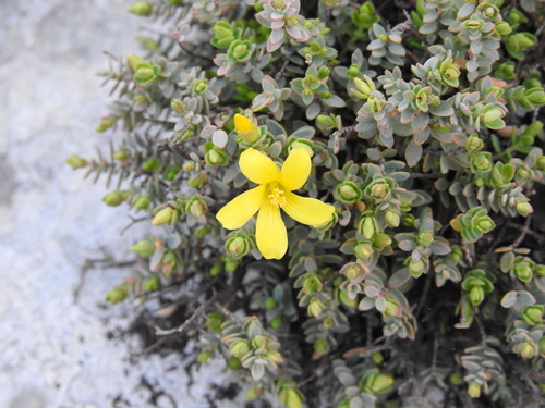 Image of Hypericum aegypticum by (c) amantedarmanin, some rights reserved (CC BY)