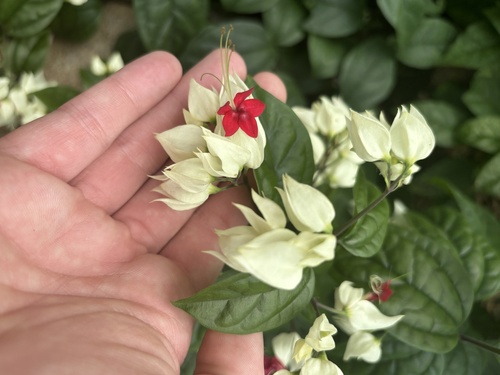 Clerodendrum thomsoniae