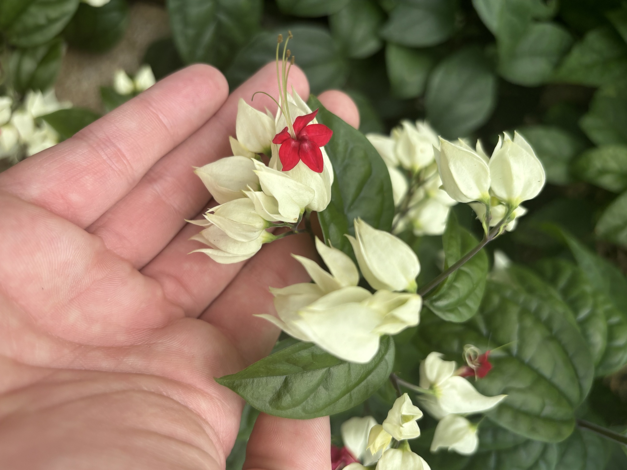 Clerodendrum thomsoniae — ảnh 2
