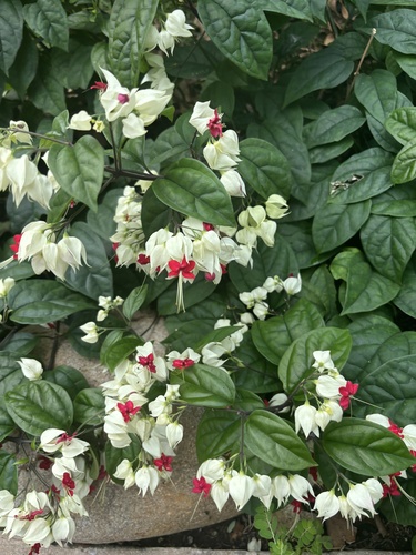 Clerodendrum thomsoniae