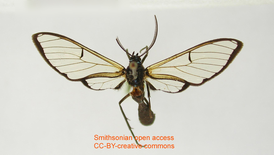 Trichura cyanea