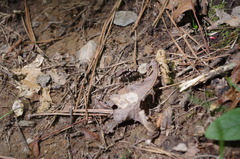 Apterodela unipunctata