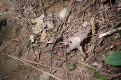 Apterodela unipunctata