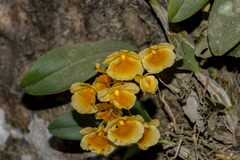 Dendrobium lindleyi