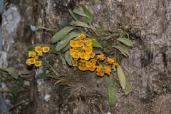 Dendrobium lindleyi