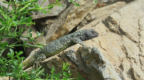 Copahue Chuckwalla, Phymaturus dorsimaculatus