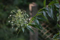 Clerodendrum indicum