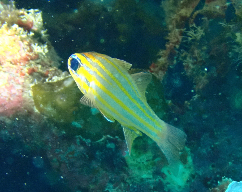 Blue-lined Cardinalfish
