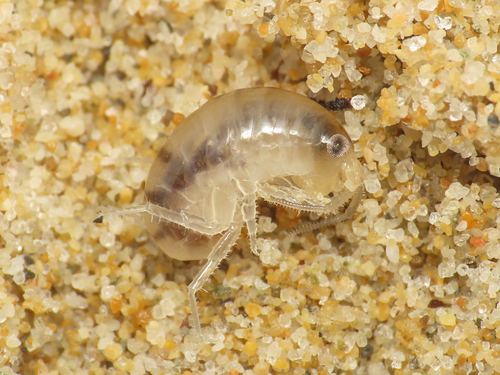Wide-footed Sand Hopper