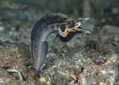 Orangethroat Pikeblenny photo 2