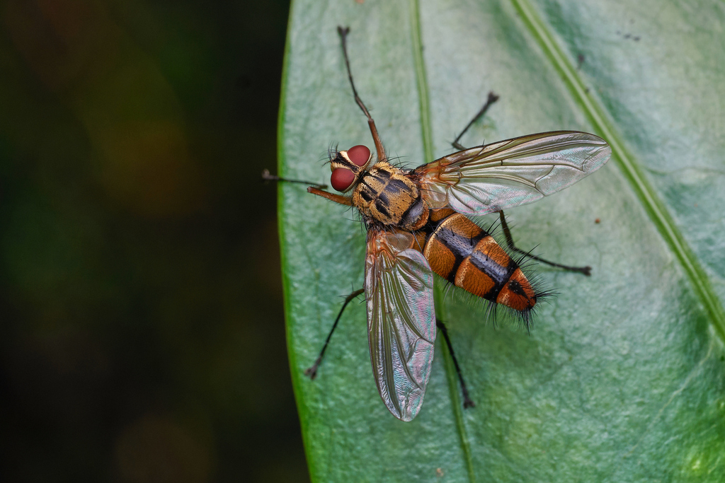 Dexia divergens