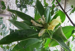 Costus arabicus, photograph (c) Gustavo Sandres, some rights reserved (CC BY-SA)