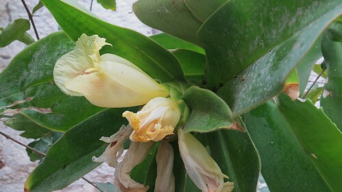 Costus arabicus, photograph 5