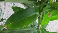 Costus arabicus, photograph (c) Gustavo Sandres, some rights reserved (CC BY-SA)