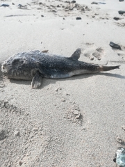 Amblyrhynchote honckenii