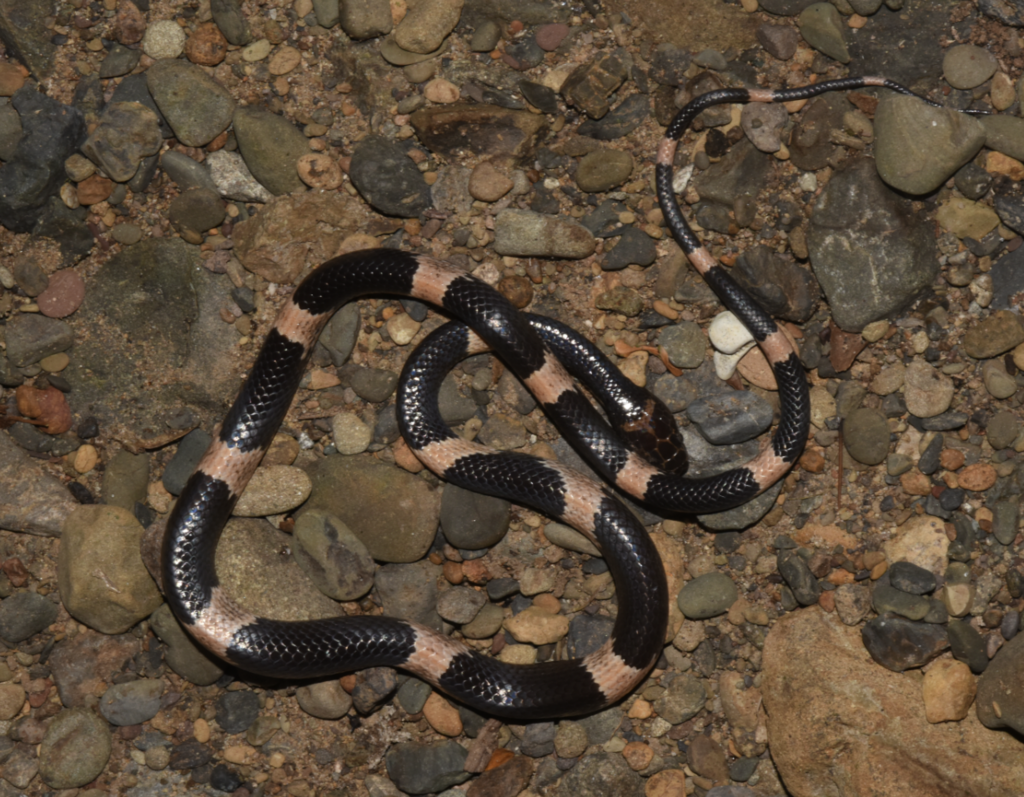 Cardamom Mountains Wolf Snake
