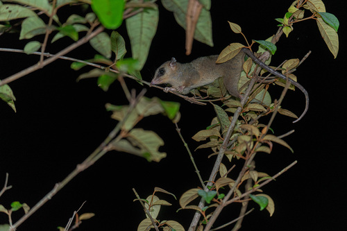 Waterhouse’s Mouse Opossum