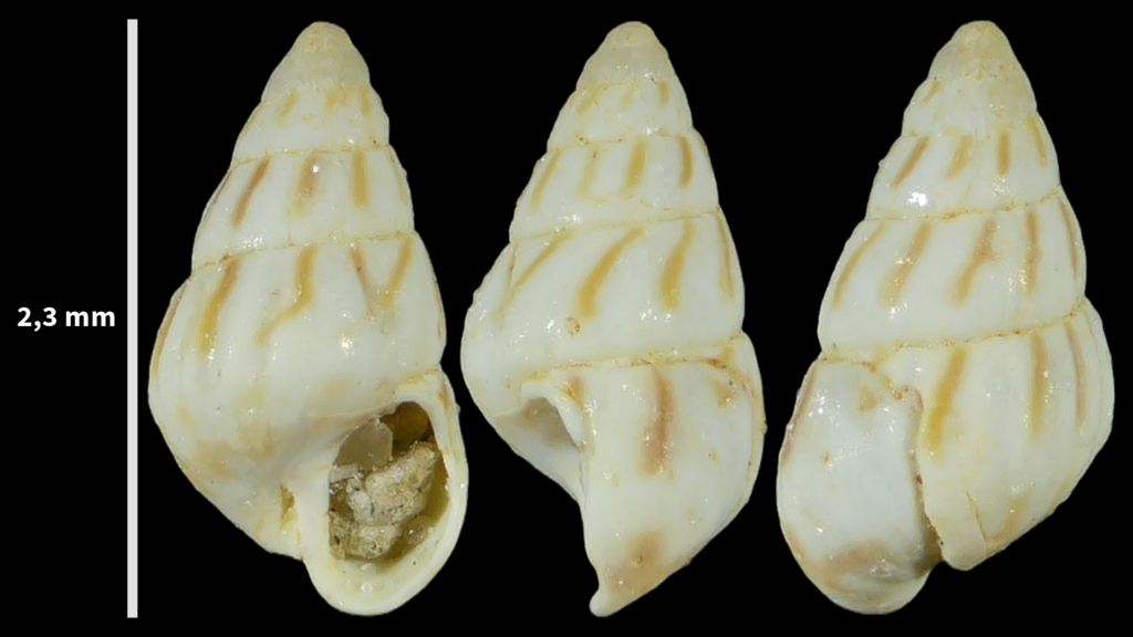 Pusillina lineolata