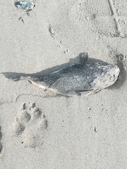 Amblyrhynchote honckenii