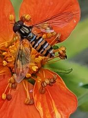 Episyrphus balteatus