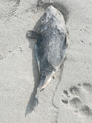 Amblyrhynchote honckenii