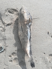 Amblyrhynchote honckenii