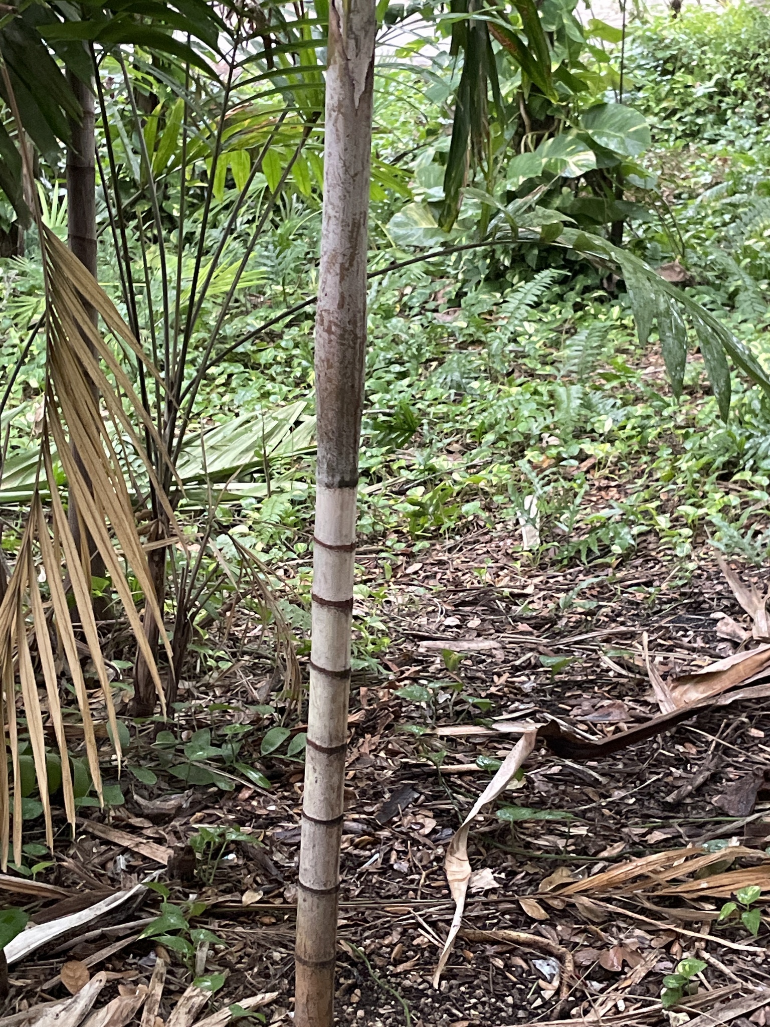 Imagem de Palmeira-de-jardim