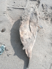 Amblyrhynchote honckenii