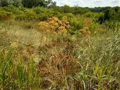 Ferula