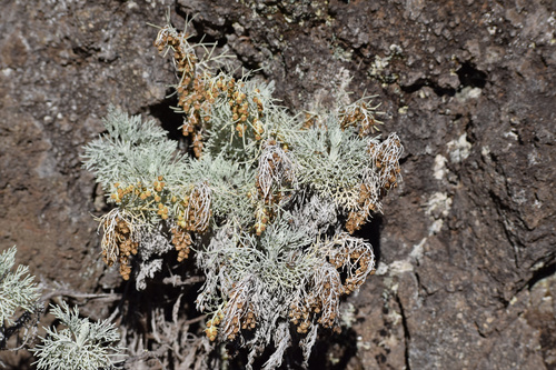 Maui Wormwood (Artemisia mauiensis)